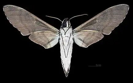 Female ventral