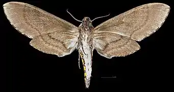 Female Ventral