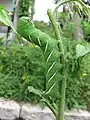 Feeding on tomato plant