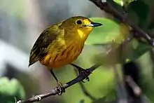 Male resident Cuban yellow warbler S. p. gundlachi, Cuba