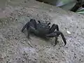 un-id'ed Crab