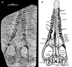 Mesosaurid skull and description