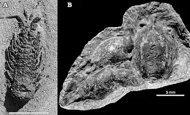 Pygocephalomorph fossils