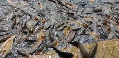 Mansar lake fishes