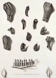 Image 8Illustration of fossil Iguanodon teeth with a modern iguana jaw for comparison from Mantell's 1825 paper describing Iguanodon (from History of paleontology)