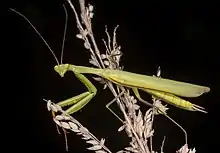 Adult male M.  religiosa