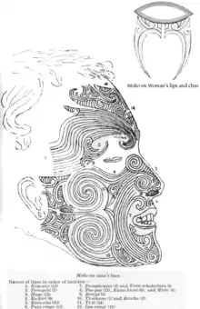 Māori moko from a 1908 publication