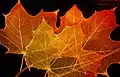 Maple leaves by autumn