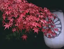 Maple leaves and paper lantern at the shrine