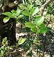 Adult leaves (rounded)