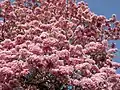 Tabebuia rosea El Salvador