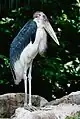 Marabou stork