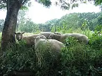 Sheep on an islet.