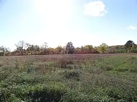 Flat, grassy prairie with a treeline in the background