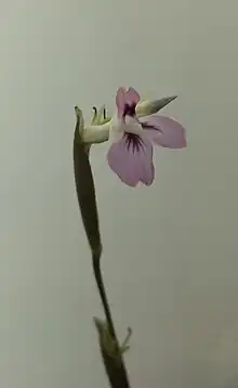 Maranta Leukoneura small white and light purple flower and bud