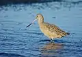 Feeding on mudflat at low tide, Elkhorn Slough