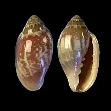 Marginella aurantiaN´Gor, Senegal