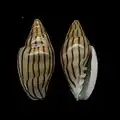 Marginella cleryisouthern Mauritania