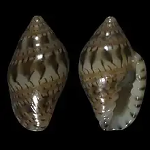 Marginella gemmulaSaco Mar, Namibe, Angola