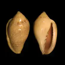 Marginella glabellaoffshore Dakar, Senegal