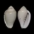 Marginella peelaef. beltmaniFalse Bay, S. Africa