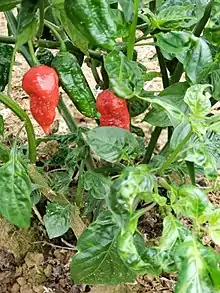 Picture of marie sharp's belizean red hornet pepper plant cultivar, a green and red long large pepper