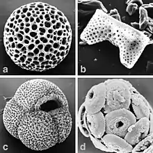 Four photos of fossils, one a hollow sphere with many holes, one rectangular with two protrusions and many somewhat smaller holes, one a grape-like sack with a rough surface and one covered with protruding discs with large holes at their centres