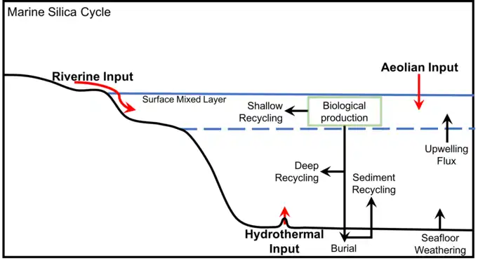 Inputs to the marine silica cycleadapted from Treguer et al., 1995