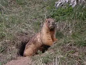 Gray marmot (Marmota baibacina), Altai Mountains, Kazakhstan