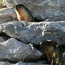 Black-capped marmot (Marmota camtschatica)