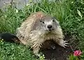 Marmot