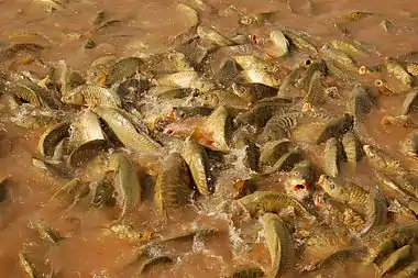 Image 28Feeding frenzyPhotograph: Luc ViatourA feeding frenzy of common carp (Cyprinus carpio) at the pond of the Agdal Gardens in Marrakesh, Morocco. Feeding frenzies may occur when predators are overwhelmed by the amount of prey available, or as a result of competition for food.More selected pictures