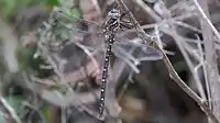 Male, side view