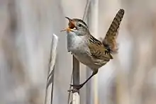 Marsh wren at Tule Lake National Wildlife Refuge, California