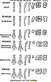 Image 9Diagram by O.C. Marsh of the evolution of horse feet and teeth, reproduced in T. H. Huxley's 1876 book, Professor Huxley in America (from History of paleontology)