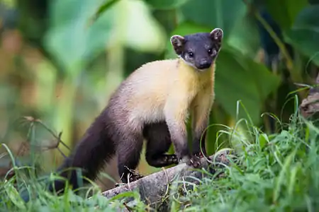 Martes flavigula, yellow-throated marten