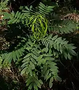 Seed pods of Maryland senna