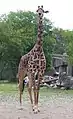 Masai giraffe