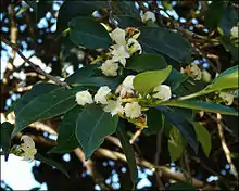 Mascarenhasia arborescens, former rubber source