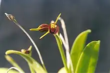 Masdevallia (Polyantha) sect. Alaticaules:Masdevallia bicolor