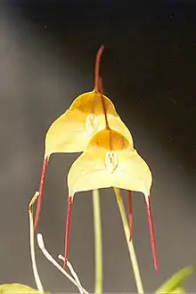 Masdevallia (Masdevallia) sect. Masdevallia subsect. Caudatae:Masdevallia triangularis