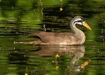 Masked finfoot, Heliopais personata