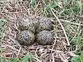 Masked lapwing (Vanellus miles), typical clutch