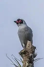 T. s. personataCopan, Honduras