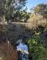 Matadero Creek and the Barron Park donkeys, viewed from the trail through Bol Park