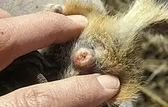 The vagina of a Richardson's ground squirrel, a mating plug fills the vaginal opening, blocking it.