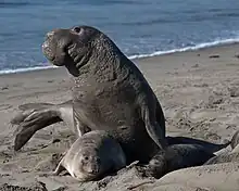 Gray seal