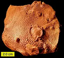 Scleractinian coral from the Matmor Formation