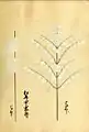 Matsudaira Nobutsuna
