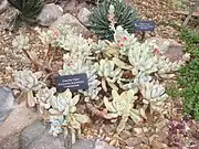 Echeveria pulvinata var. leucotricha habit